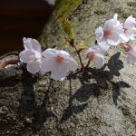 桜のひこばえ