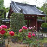 千葉・東福寺の門と牡丹