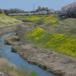 蛇行する運河の桜
