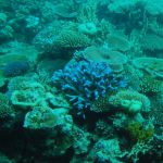 オーストラリアの珊瑚礁