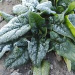 霜の朝のほうれん草