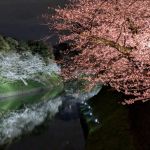 千鳥ヶ淵の夜桜