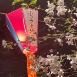 飛鳥山の夜桜