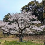 大池の桜