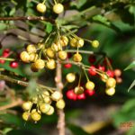 紅白の万両