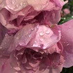 薔薇の雨まつ毛に涙ためてをり