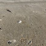 海鳥の足跡と羽冬の浜