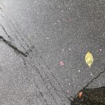 百日紅と青葉のスープ驟雨仕立て