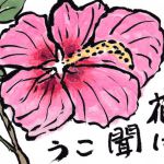 木槿の花