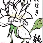 白バラ