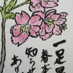 河津桜