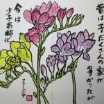 フリージア