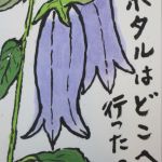 蛍袋