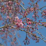 寺の紅枝垂桜