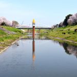 利根運河の水位計と桜