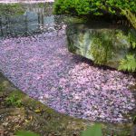 東福寺の花筏