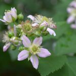 ブラックベリーの花