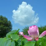 行田市の古代蓮と青空