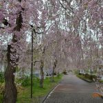 廃線跡の紅枝垂桜のトンネル