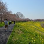 運河の花見　桜と菜の花3