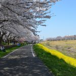 運河の桜と菜の花