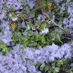 降雹の翌朝の残雹とタンポポ