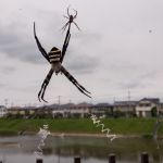 梅雨空とコガネグモ