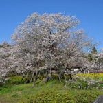 狩宿の下馬桜