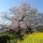 狩宿の下馬桜と菜の花