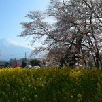 狩宿の下馬桜と富士山