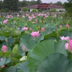 水元公園の「はす池」全景