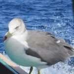 尖閣湾の海猫