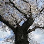 桜古木