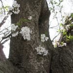 ここの花も見てほしい！