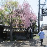 小布施の枝垂桜