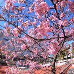 河津桜