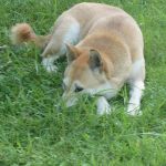縄文芝犬（アクアマリンふくしま）