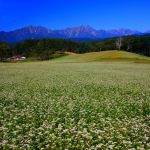 大町の蕎麦畑と北アルプス