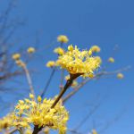 山茱萸の花