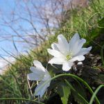 菊咲一華