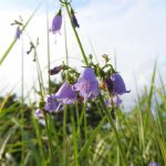 釣鐘人参の花