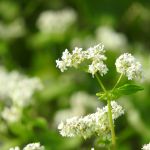 蕎麦の花