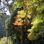 雷山千如寺初紅葉