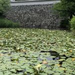 福岡城址の睡蓮