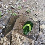 キジムナーの草履