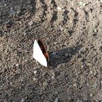 裏銀シジミの翅の裏