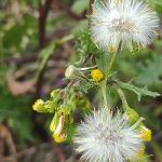 飛びます飛びます