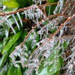 雪やなぎの芽と氷柱