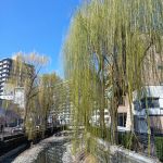 前橋文学館前の広瀬川が