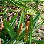 ヒヤシンスの蕾